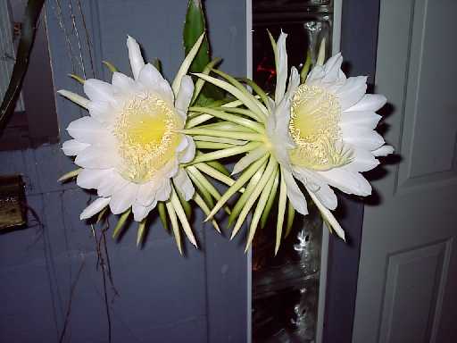 cacti.jpg (21971 bytes)